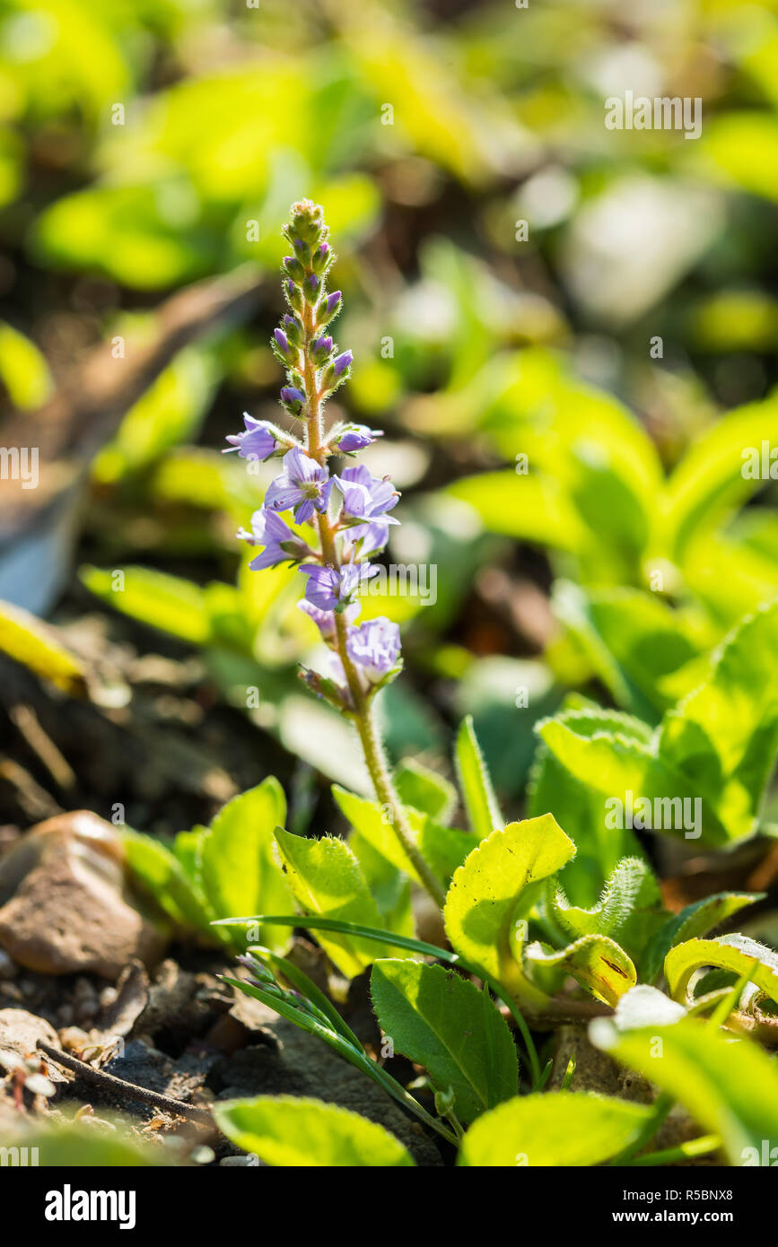 Veronica Blumen Stockfotos und bilder Kaufen Alamy