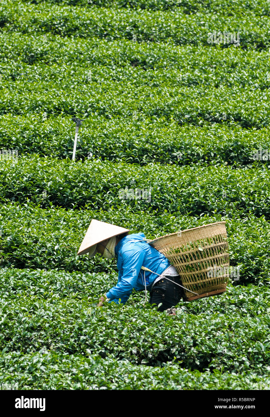 Asiatische Arbeiter Ernte Kaffee in der Plantage in Da Lat, Vietnam. Da Lat ist einer der besten Tourismus Stadt in Vietnam. Stockfoto