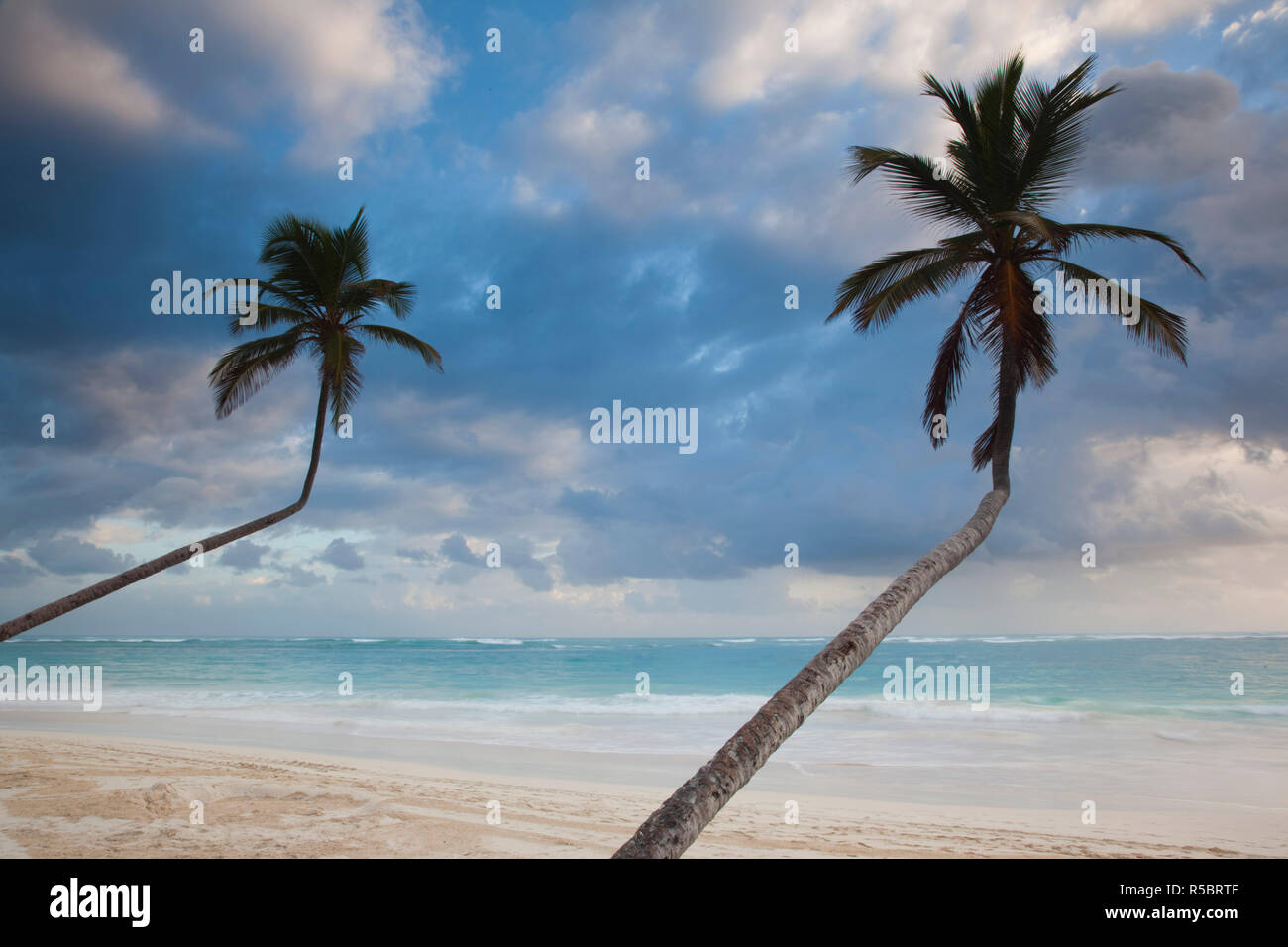 Dominikanische Republik, Punta Cana, Bavaro, Playa Bavaro Beach Palms Stockfoto