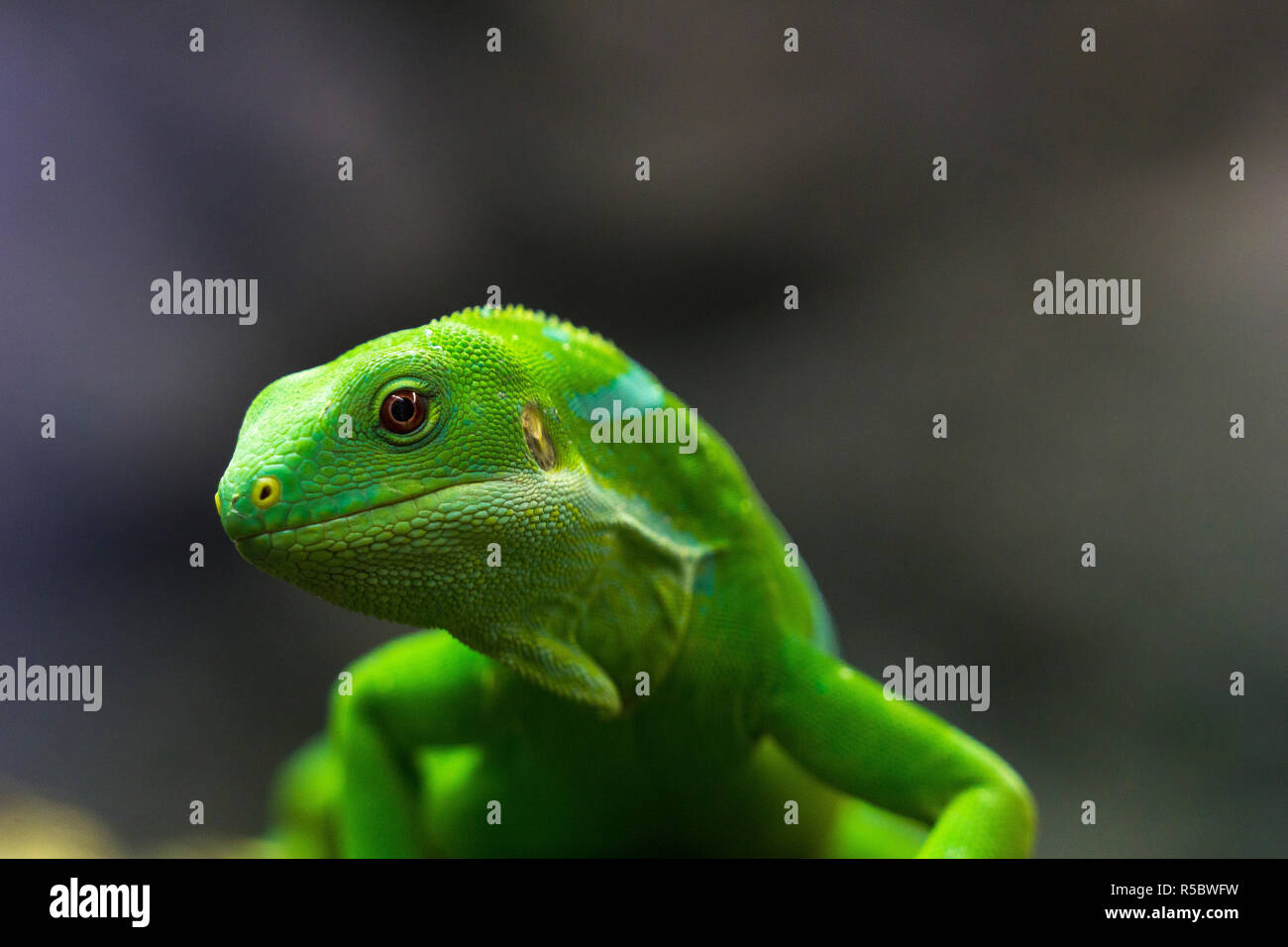 Portrait eines grünen Fidschi Kurzkammleguan (Brachylophus fasciatus) Eidechse. Stockfoto