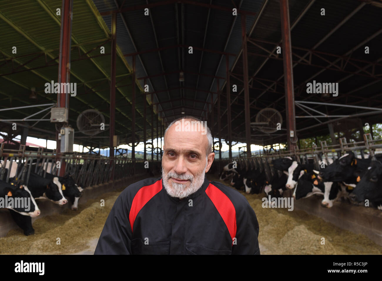 Porträt eines Bauern mit Kühen Stockfoto