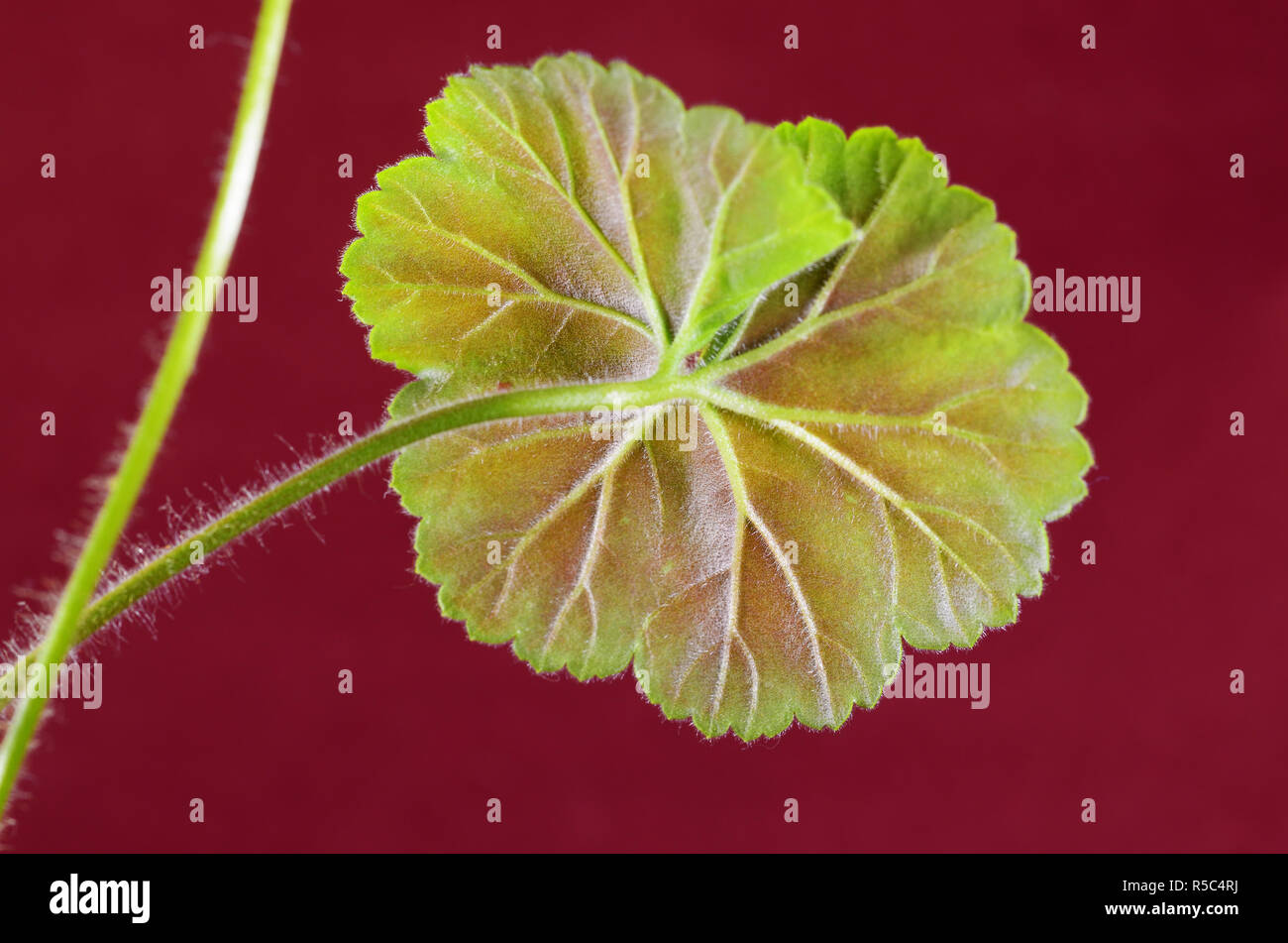 Runde blatt Geranium. Die Pflanze hat einen starken spezifischen Geruch. Stockfoto