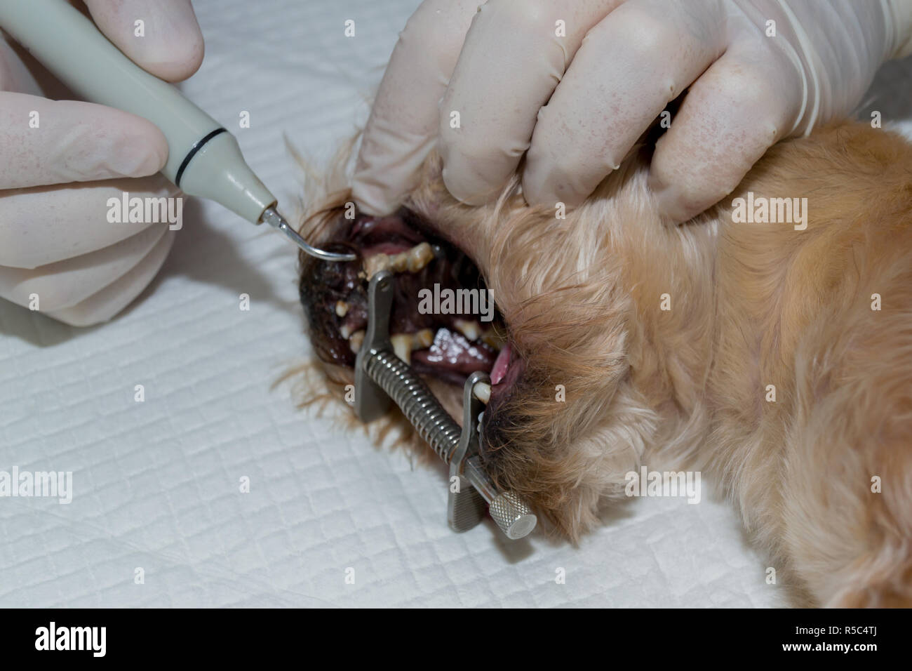 Zahnstein entfernen von Tierarzt. Ultraschall Reinigung. Zähne putzen. Zahnreinigung Stockfoto