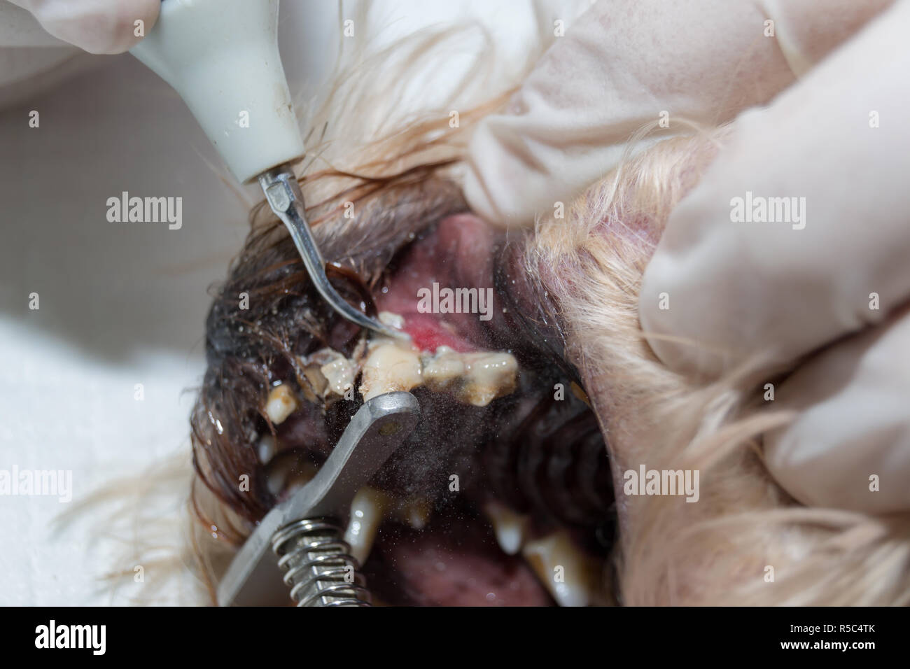 Zahnstein entfernen von Tierarzt. Ultraschall Reinigung. Zähne putzen. Zahnreinigung Stockfoto