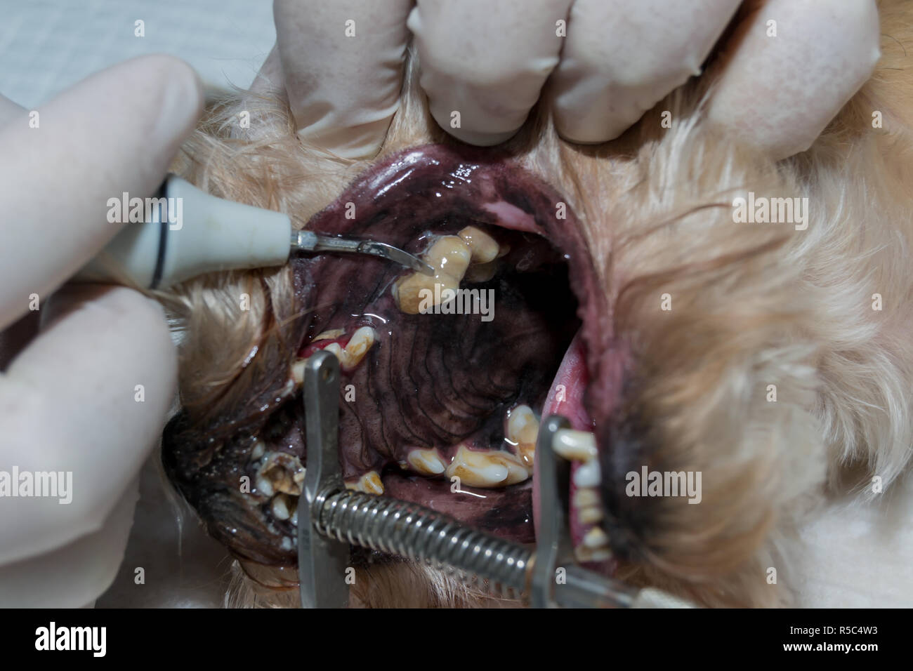 Zahnstein entfernen von Tierarzt. Ultraschall Reinigung. Zähne putzen. Zahnreinigung Stockfoto