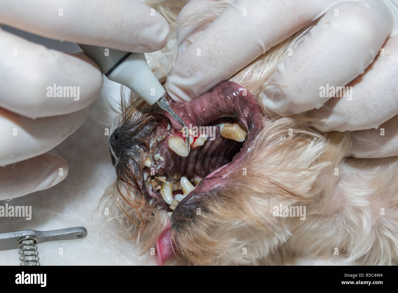 Zahnstein entfernen von Tierarzt. Ultraschall Reinigung. Zähne putzen.  Zahnreinigung Stockfotografie - Alamy