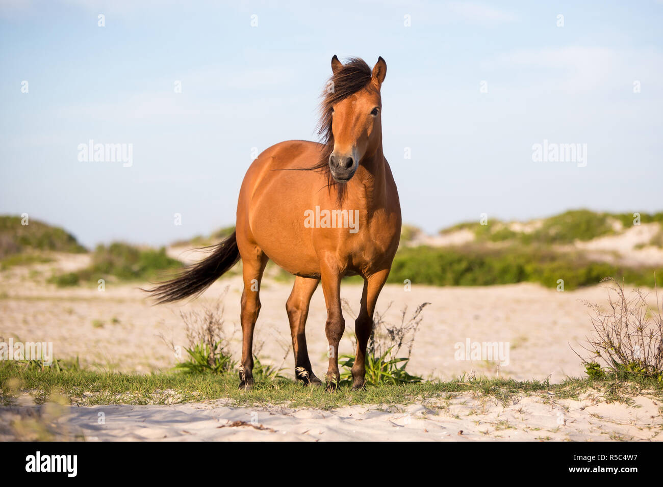 Ein wildes Pony (Equus caballus) bei Assateague Island National Seashore, Maryland Stockfoto