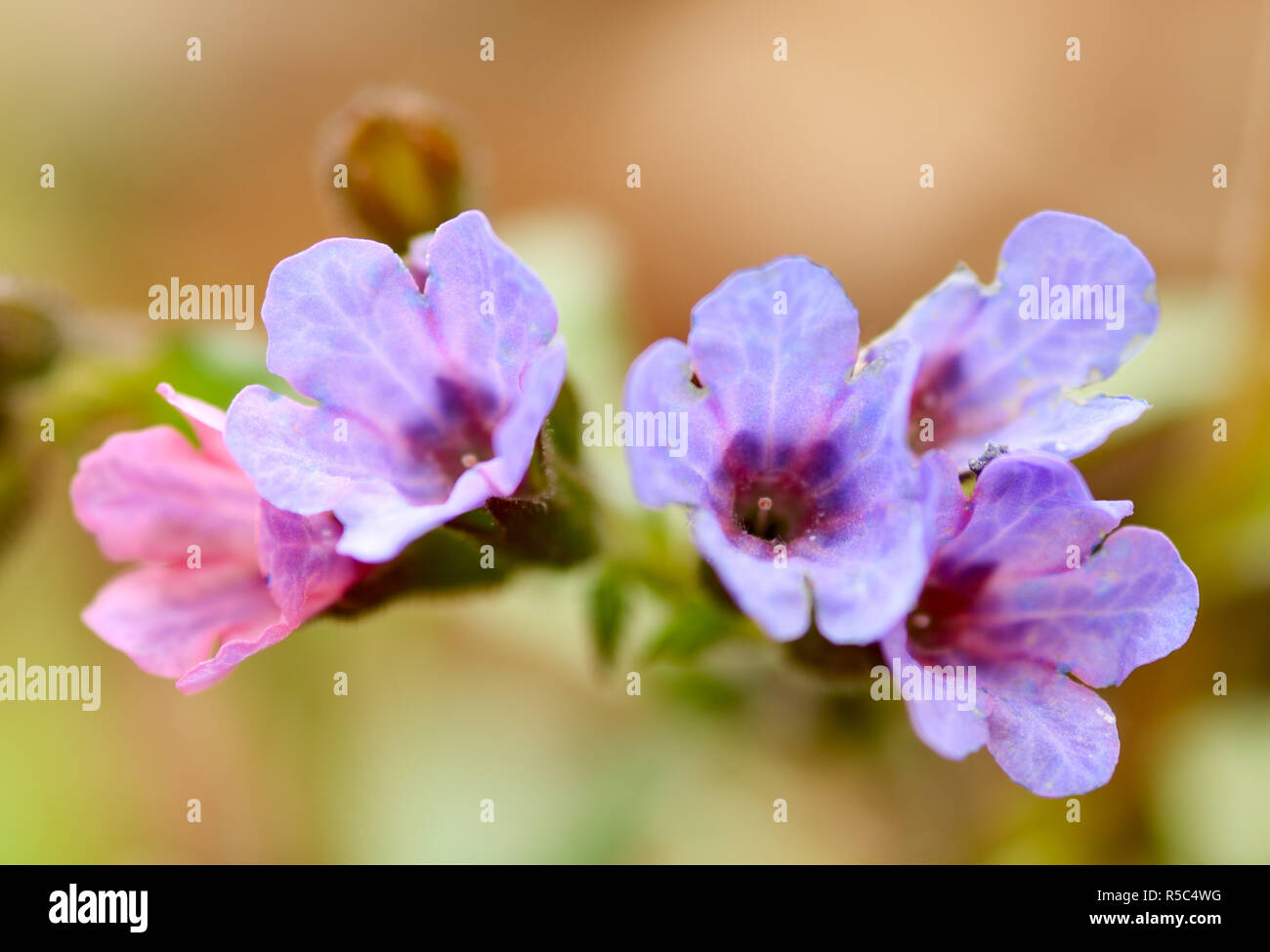 Primeln auf den Lichtungen. Diese Blumen blühen im Frühjahr. Stockfoto