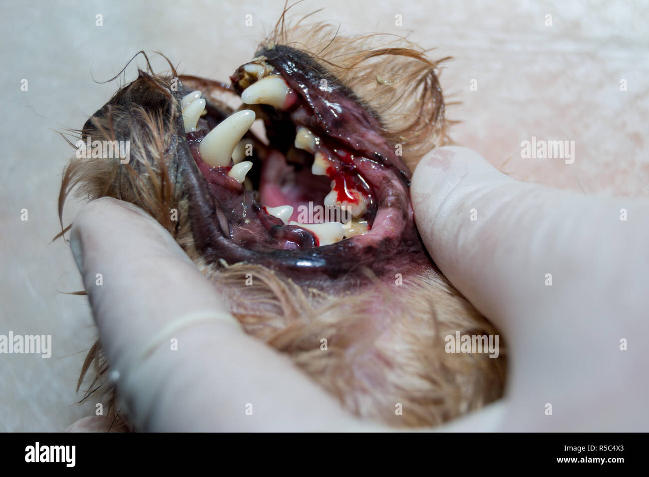 Hund Zähne nach Zahnstein entfernen mit Ultraschall Werkzeug Stockfoto