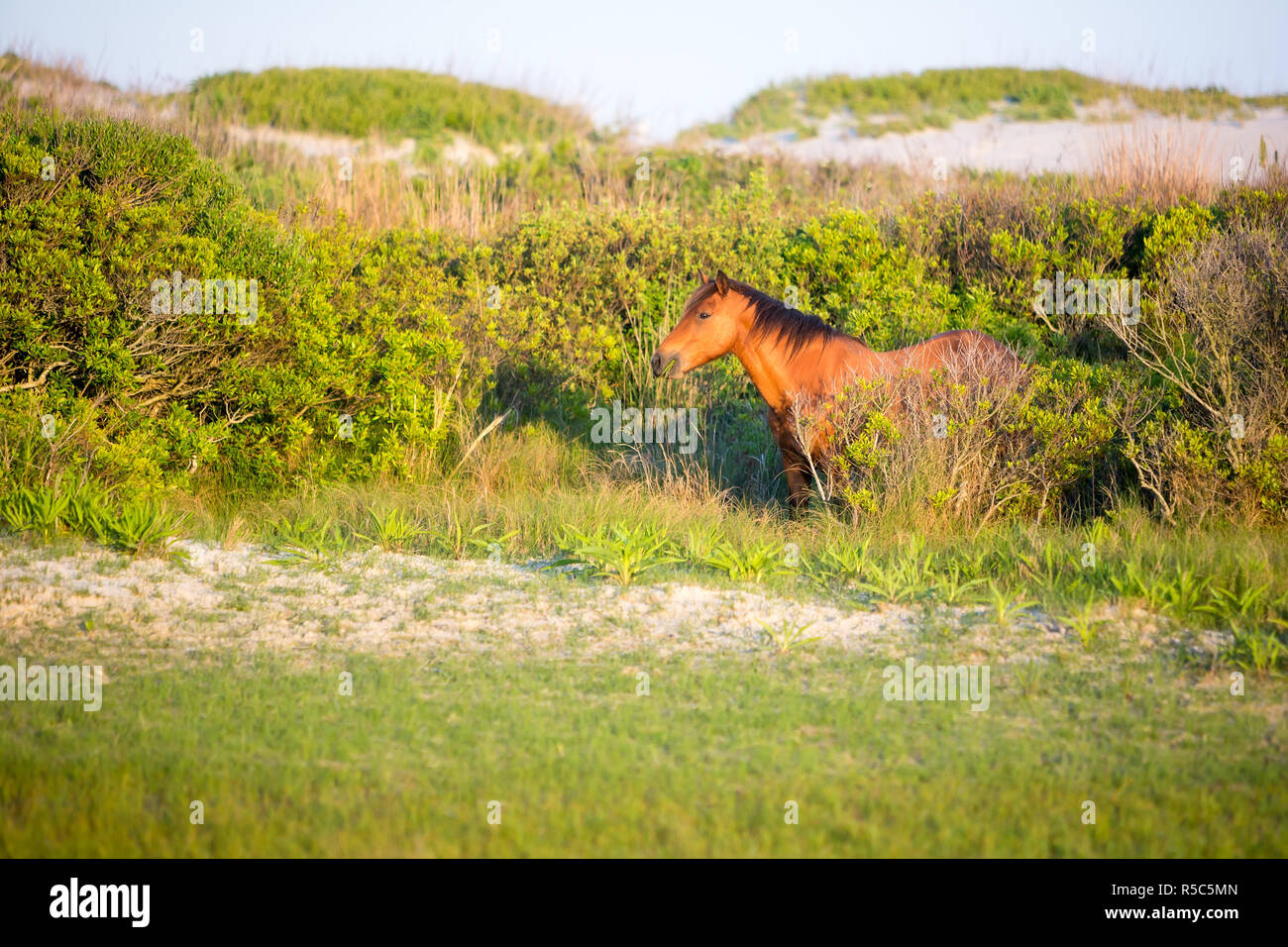 Ein wildes Pony (Equus caballus) bei Assateague Island National Seashore, Maryland Stockfoto