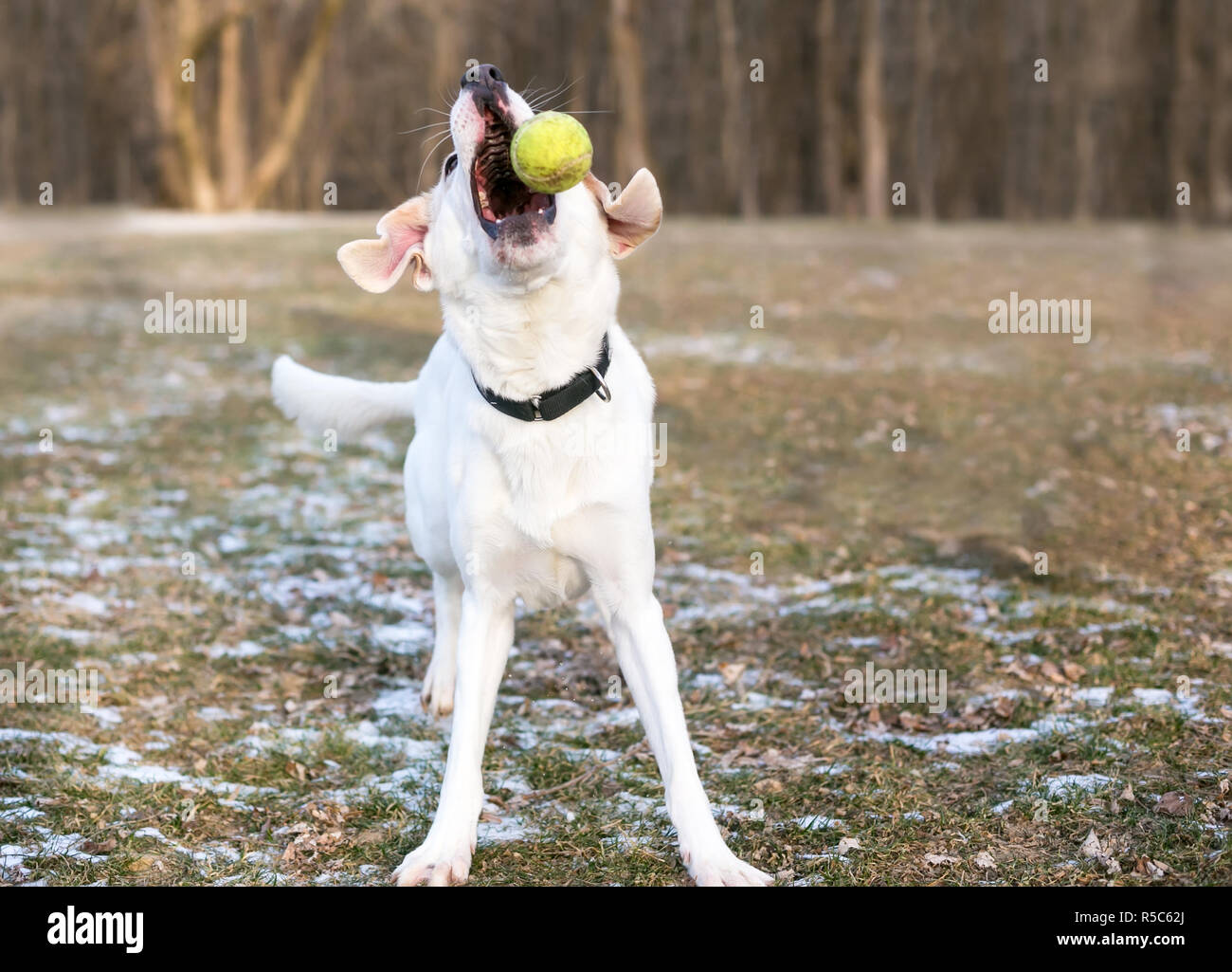 Ein verspielter Labrador Retriever Mischling Hund draußen fängt einen Ball Stockfoto