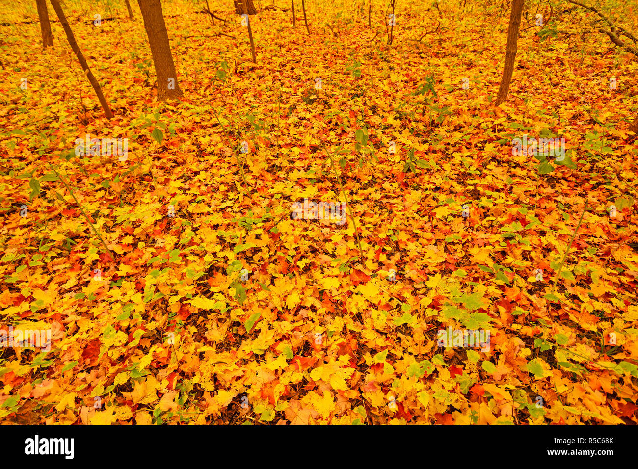 Bunte Blätter auf einem Waldboden Stockfoto