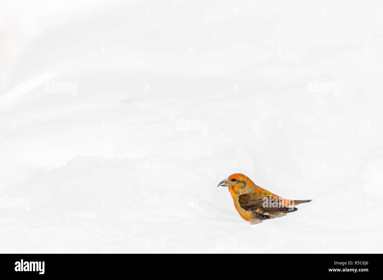 Klest Vogel im Winter Wald im Schnee Stockfoto