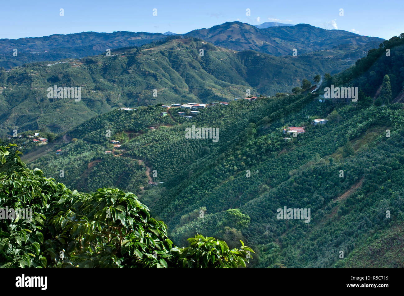 Costa Rica Tarrazu Tal, Coffee Farm, Höhenlage, Kaffee Anlagen, Talamanca Bergkette, die Los Santos Region Stockfoto