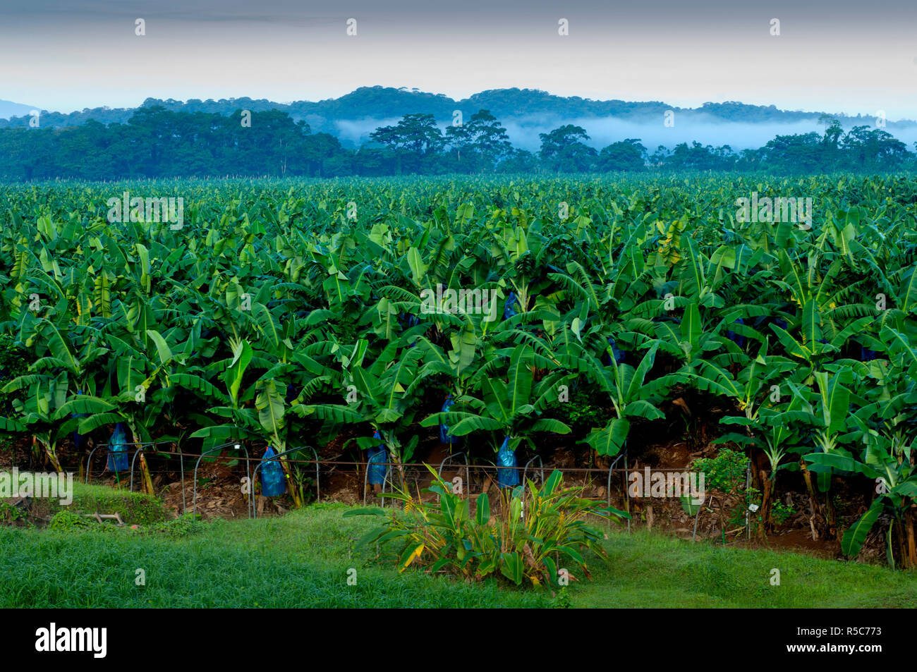 Costa Rica, Puerto Viejo de Sarapiqui, Banana Plantation Stockfoto