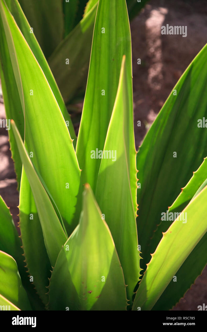 Kapverden, Sal, Santa Maria, Agave Stockfoto