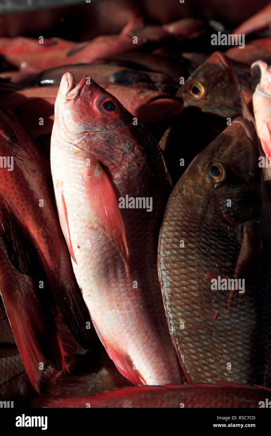 Kap Verde, Sao Vicente, Mindelo, Fischmarkt Stockfoto