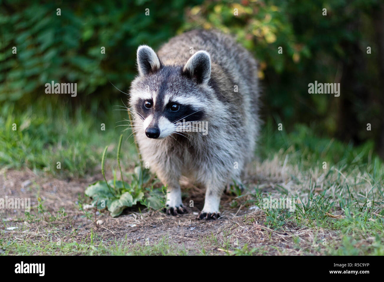 Ein Waschbär auf dem Mount-Royal in Montreal, Kanada. Raton laveur sur le Mont-Royal. Stockfoto