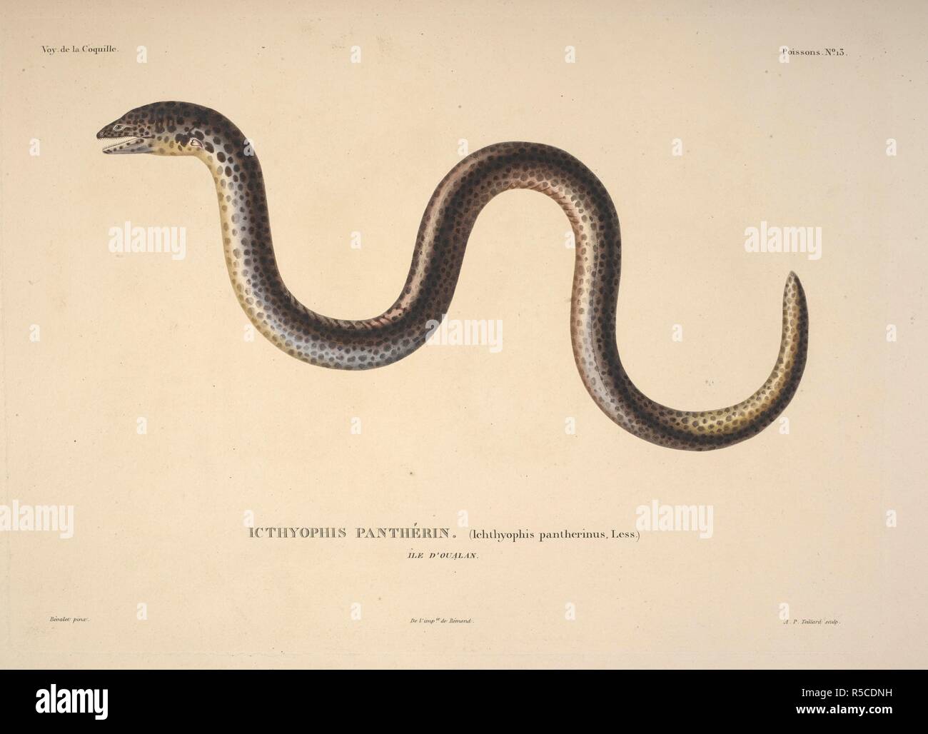 Icthyophis pantherin. Voyage Autour du Monde, exÃ©cutÃ © par ordre du Roi, sur la Corvette de Sa MajestÃ © La Coquille, Pendant les annÃ©es 1822, 1823, 1824 et 1825, sous le ministÃ¨re de S.E.M.le Marquis de Clermont-Tonnerre, et publiÃ© Sous les Schirmherrschaft de Son Excellence M. le Cte.de Chabrol, Ministre de la Marine et Des Colonies par L.I. Duperrey... Capitaine de Frías © Gate, Kommandant de l'expÃ©dition. Histoire Naturelle, Zoologie. Atlas. Paris: Arthus Bertrand, libraire-Ã©diteur ..., 1826. Louis-Isidore Duperrey das Schiff geboten, La Coquille, auf ihrer Umrundung der Erde (182 Stockfoto