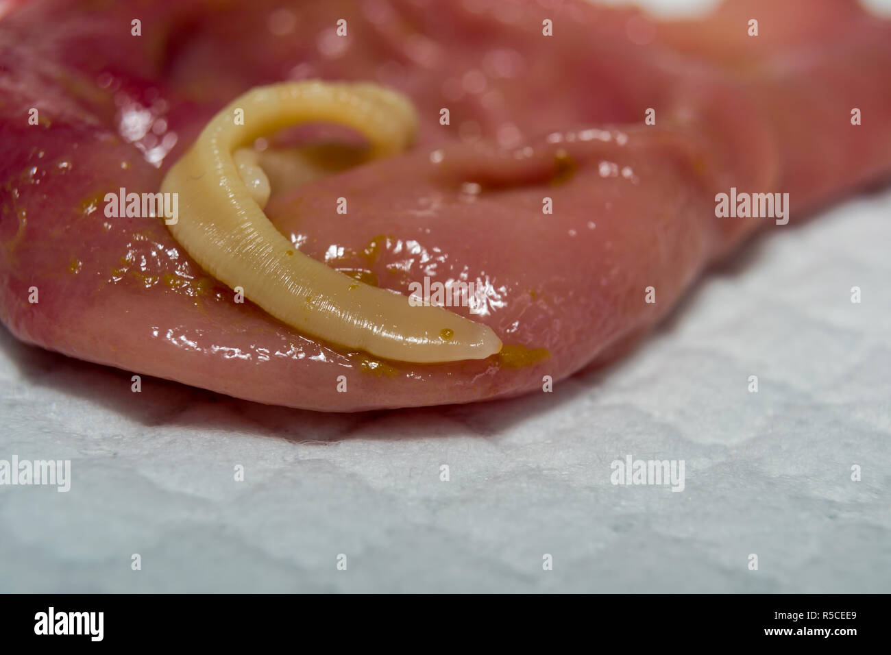 Taenia taeniaeformis in den Bauch einer Katze. Katze mit Gastritis Stockfoto