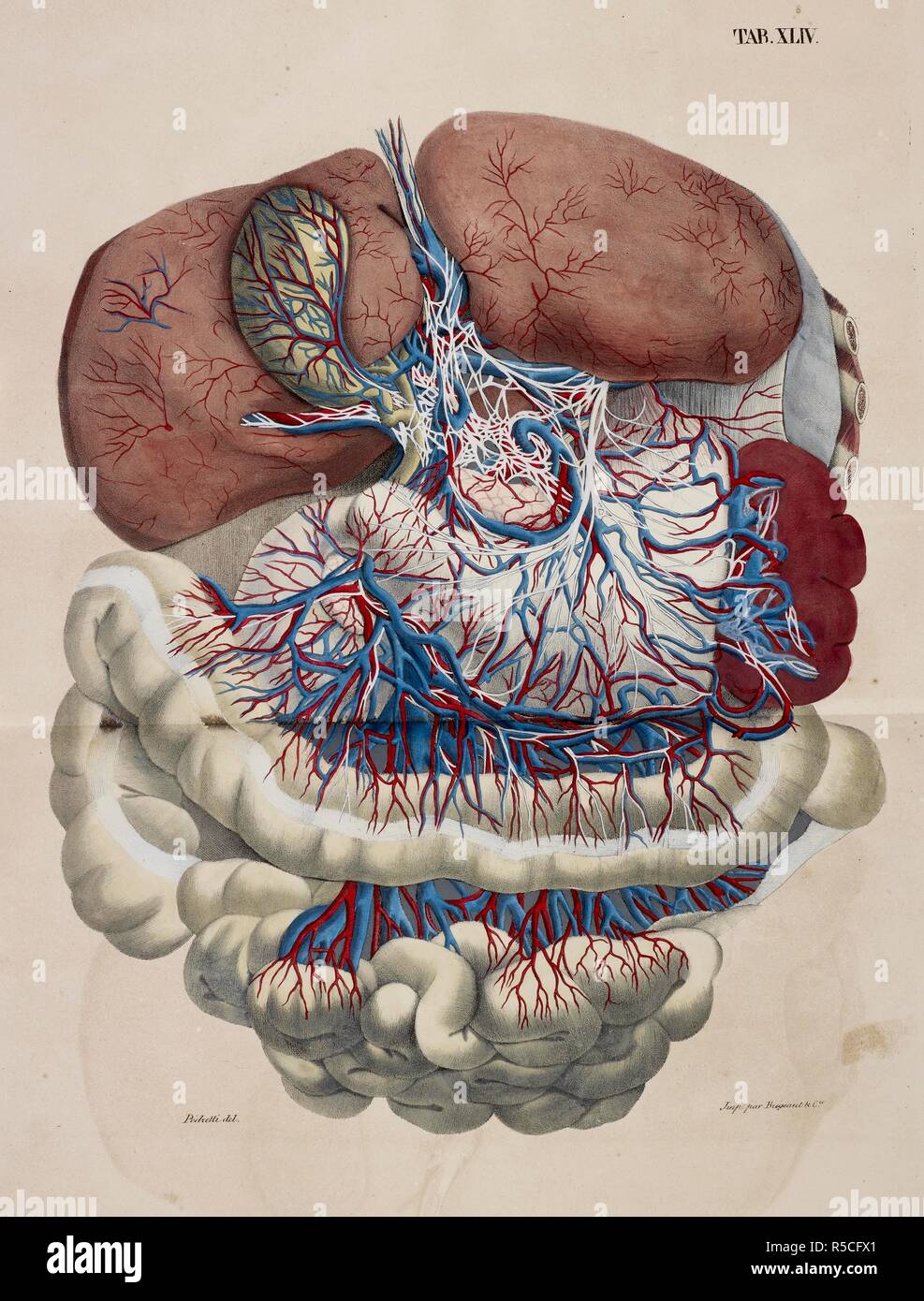 Anatomische Zeichnung Die Inneren Organe Leber Magen Darme Planches Anatomiques Du Corps Humain Executeies D Aprei