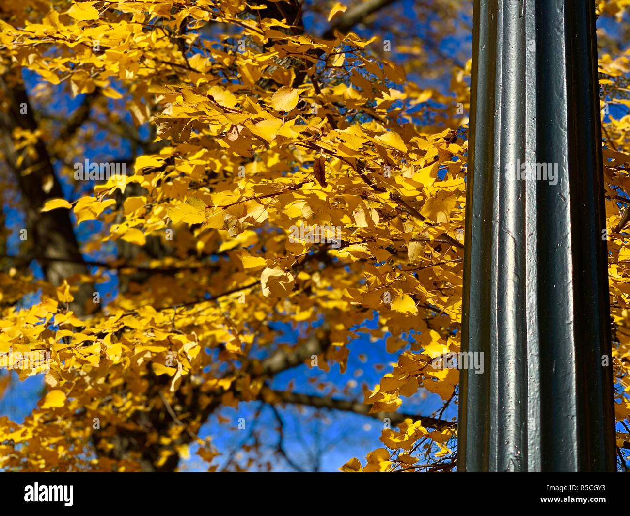 Gelbe Blätter des Herbstes mit der Pole Stockfoto