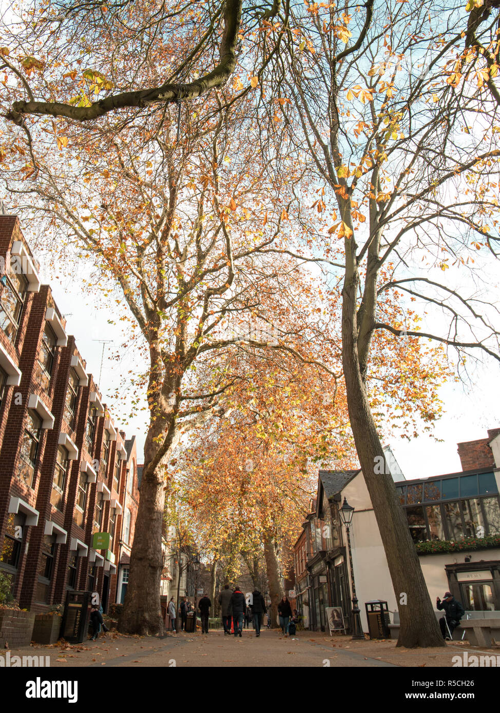 Blätter im Herbst, nach neuen, Leicester Spaziergang Stockfoto