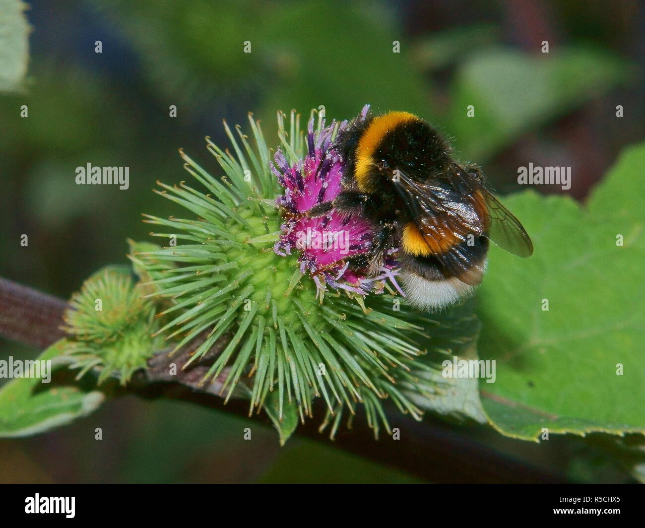 Gartenhummel Stockfoto