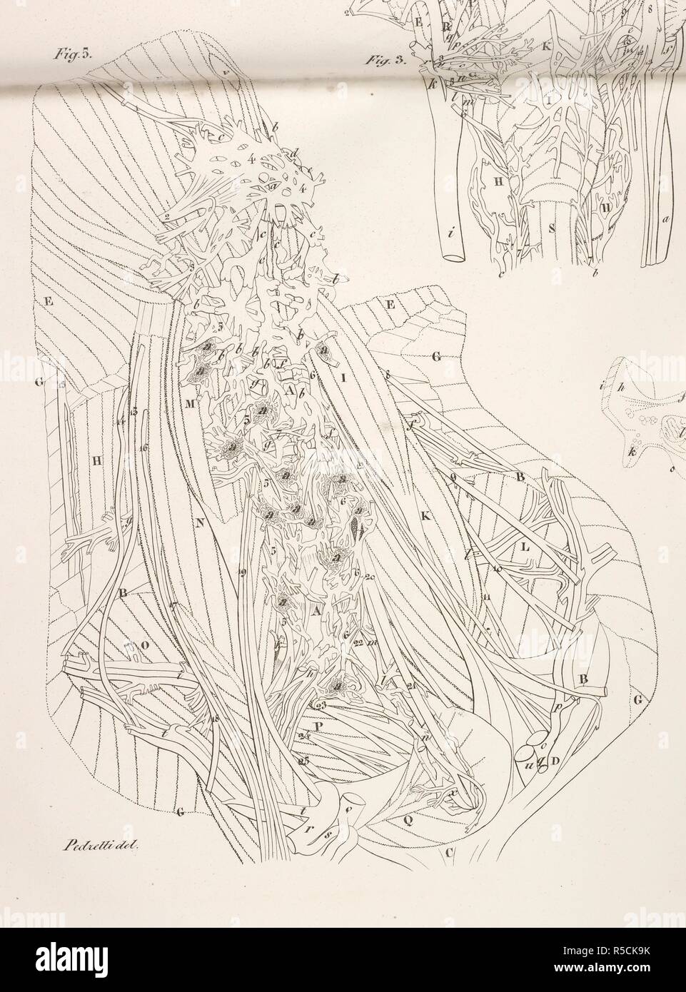 Anatomische Zeichnung. Muskulatur. Nerven. Planches anatomiques du corps humain executeÌes d'apreÌ € € ™ s les Abmessungen naturelles. Paris Frankreich 1826. Anatomische Drucken des menschlichen Körpers mit natürlichen Dimensionen. Muskulatur. Nerven. Francesco ANTOMMARCHI, c. Planches anatomiques du corps humain executeÌes d'apreÌ € € ™ s les Abmessungen naturelles, accompagneÌes d'€™ un-Texte explicatif... PublieÌes par le Cte de Lasteyrie. (Explikation des Planches anatomiques, etc.). Quelle: 1899.h., 24 Tab., 28 Abb. 5 (B+W). Sprache: Französisch. Stockfoto