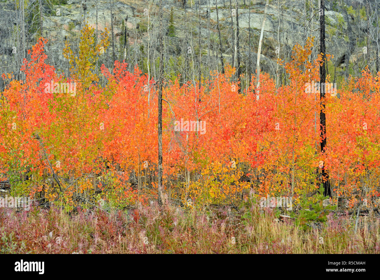 Espe Bäume mit Herbstfärbung im Wald Feuer, Behchoko, Nordwest-Territorien, Kanada Stockfoto