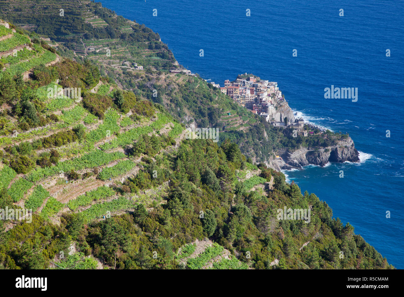 Weinberge Manarola, Cinque Terre, Riviera di Levante, Ligurien, Italien Stockfoto
