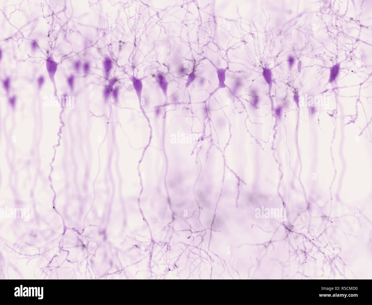 Pyramidenförmige Nervenzellen in der Großhirnrinde, Illustration. Pyramidenförmigen Neuronen sind in bestimmten Bereichen des Gehirns einschließlich der Großhirnrinde, dem Hippocampus und der Amygdala. Hier, wie in der Abbildung gezeigt die synaptische Signale mittels Mikroskopie Fluoreszenz Technik hervorgehoben. Stockfoto