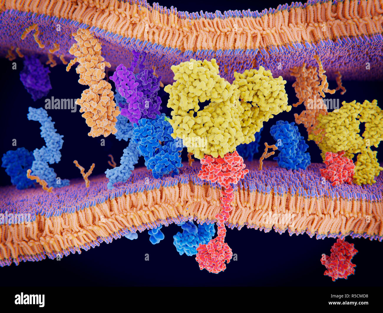 Antikörper blockieren den programmierten Zelltod, Illustration. Antikörper (gelb) blockieren PD-1 (programmierter Zelltod protein 1, rot), um es zu verhindern, dass die Interaktion mit einer Fläche Protein namens PD-L1 (orange). Krebszellen (Membran über Top) Express PD-L1 Proteine auf ihrer Oberfläche, das Immunsystem zu überlisten. Die Interaktion der PD-L1 mit PD-1 von T-Zellen (Membran in ganz unten) wirkt sich auf die T-Zell-Funktionalität. Der Antikörper ist das Blockieren dieses Zusammenspiel. Für die Interaktion ohne Blockierung, siehe Bild F 023/0921. Stockfoto