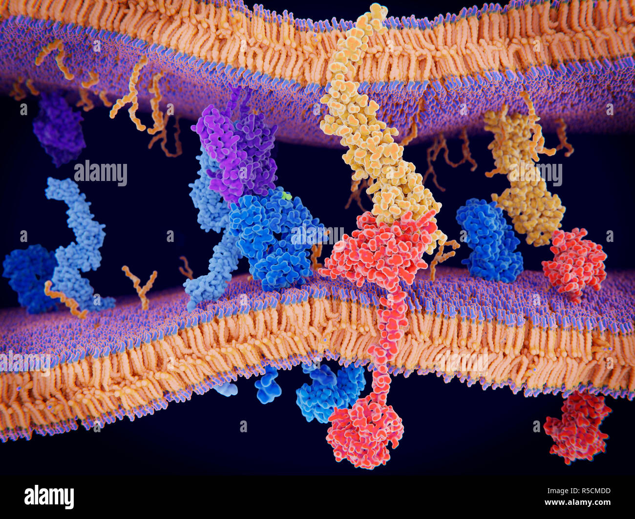Der Programmierte Zelltod Im Immunsystem Illustration Das Protein Pd 1 Programmierter Zelltod Protein 1 Rot Gesehen