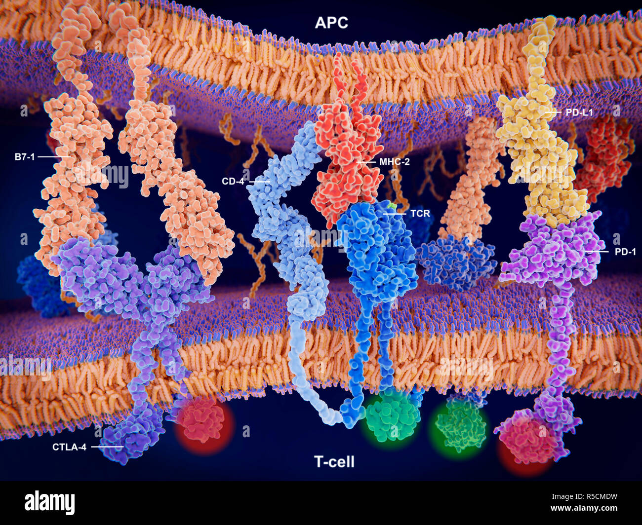 Die Aktivierung der T-Zelle Immunantwort, Illustration. Array von Proteinen, die Interaktion auf der Oberfläche der T-Zelle (ganz unten) und ein Antigen präsentieren Zelle (APC, ganz oben). Hier ist das Zusammenspiel von MHC-II (rot) mit dem T-Zell-Rezeptor (TCR, blau) und CD 4 (hellblau) und B7-1 (orange) mit CD-28 (dunkelblau), Aktivierung von T-Zellen. Das Zusammenspiel von B7-1 (orange) mit CTLA-4 (lila) und PD-L1 (gelb) mit PD-1 (lila) deaktiviert die T-Zellen. T-Zellen sind ein wichtiger Bestandteil des Immunsystems. Für diese Abbildung mit weniger Beschriftung, siehe Bild F 023/0922. Stockfoto