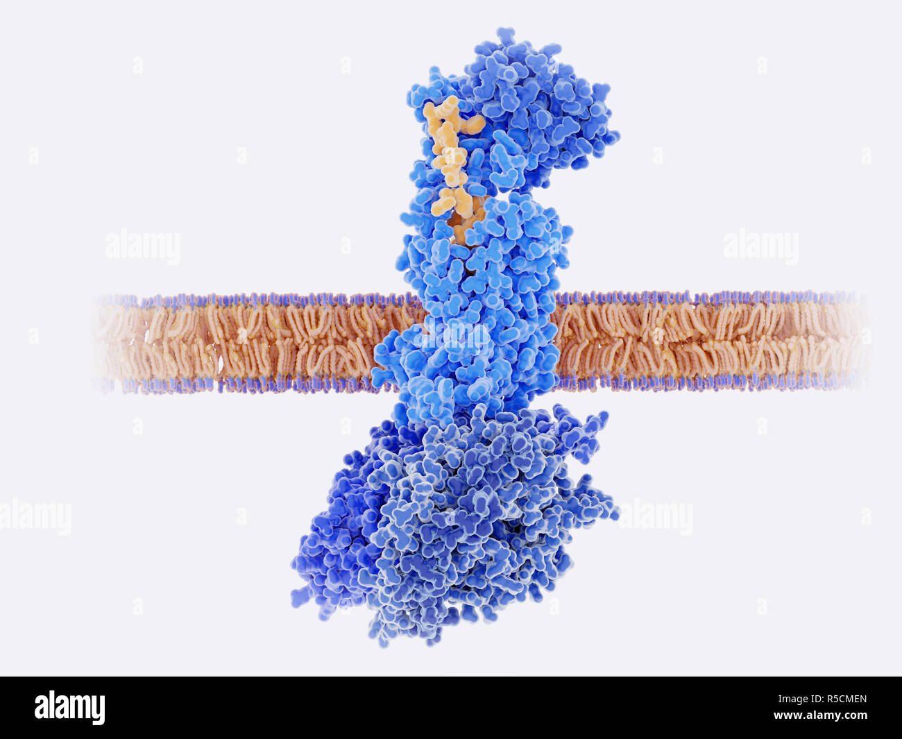 Calcitonin Peptid an seinen Rezeptor gebunden, Illustration. Die Calcitonin gene-ähnliche Peptide (CGRP, Gelb) bindet an seinen Rezeptor (blau) auf den Membranen der Nervenzellen und glatten Muskelzellen in der zerebralen (Gehirn) Blutgefäße. Dies aktiviert einen Signalkaskade durch G-Proteine (Dunkelblau, unten in der Mitte), führt zu einer Erweiterung der Blutgefäße im Gehirn (Vasodilatation). Dies ist ein Faktor für Erkrankungen wie Migräne, und Blockieren dieses Rezeptors ist eine mögliche Behandlung für Migräne. Stockfoto
