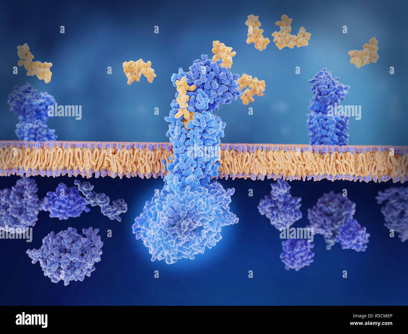 Calcitonin Peptid an seinen Rezeptor gebunden, Illustration. Die Calcitonin gene-ähnliche Peptide (CGRP, Gelb) bindet an seinen Rezeptor (blau) auf den Membranen der Nervenzellen und glatten Muskelzellen in der zerebralen (Gehirn) Blutgefäße. Dies aktiviert einen Signalkaskade durch G-Proteine (leuchtende blaue, unten in der Mitte), führt zu einer Erweiterung der Blutgefäße im Gehirn (Vasodilatation). Dies ist ein Faktor für Erkrankungen wie Migräne, und Blockieren dieses Rezeptors ist eine mögliche Behandlung für Migräne. Stockfoto