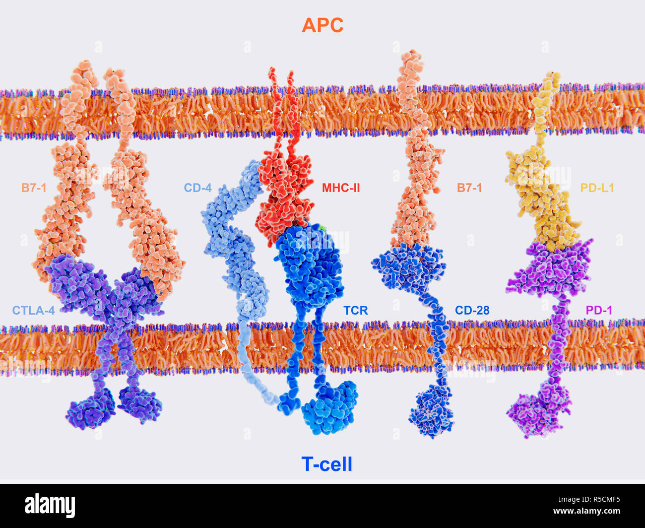 Die Aktivierung der T-Zelle Immunantwort, Illustration. Array von Proteinen, die Interaktion auf der Oberfläche der T-Zelle (ganz unten) und ein Antigen präsentieren Zelle (APC, ganz oben). Diese Proteine sind sowohl in der Aktivierung und Deaktivierung der T-Zellen beteiligt. Hier ist das Zusammenspiel von MHC-II (rot) mit dem T-Zell-Rezeptor (TCR, blau) und CD 4 (hellblau) und B7-1 (orange) mit CD-28 (dunkelblau), Aktivierung von T-Zellen. Das Zusammenspiel von B7-1 (orange) mit CTLA-4 (lila) und PD-L1 (gelb) mit PD-1 (lila) deaktiviert die T-Zellen. T-Zellen sind ein wichtiger Bestandteil des Immunsystems. Stockfoto