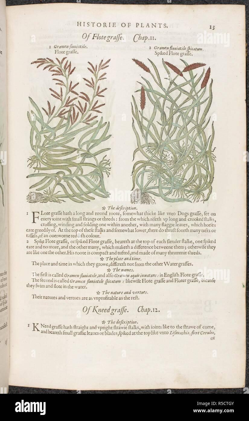 Flote Gras und ährentragende flote Gras. Botanische Zeichnungen und Beschreibungen der Pflanzen. Die herball oder Allgemeine Historie des Plantes. London: Iohn Norton, 1597. Quelle: 35. g. 13-14. Seite 13. Sprache: Englisch. Autor: Gerard, John. Stockfoto