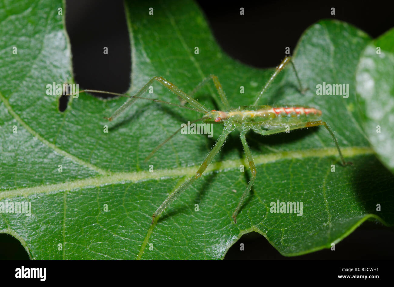 Assassin Bug, Zelus luridus, Nymphe Stockfoto