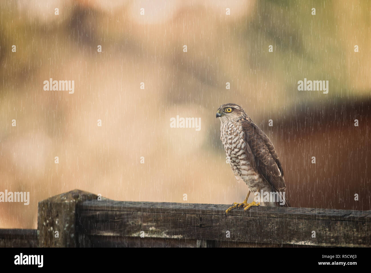 Detaillierte, Ansicht von vorne in der Nähe der wilden UK weiblichen Sperber Raubvogel (Accipter nisus) auf einen Gartenzaun im Regen gelegen, leuchtend gelben Augen. Stockfoto