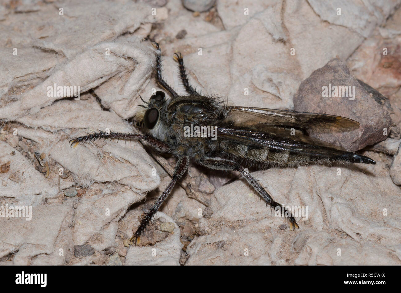 Gaint Räuberfliege, Promachus sp., weiblich Stockfoto