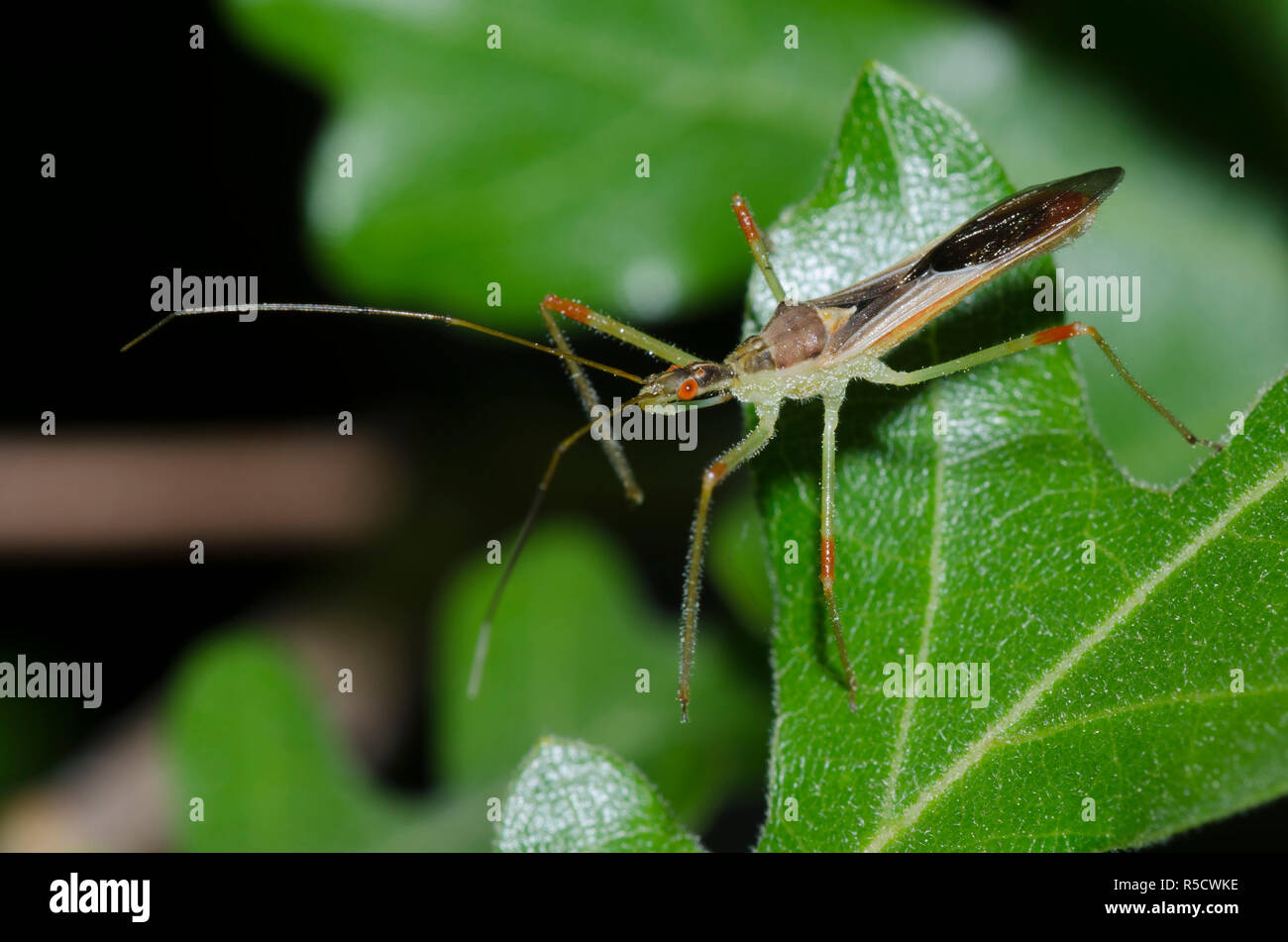 Assassin Bug, Zelus luridus Stockfoto