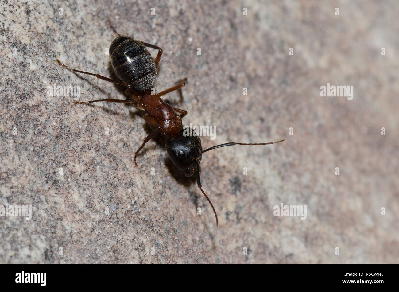 Carpenter Ant, Camponotus vicinus Stockfoto