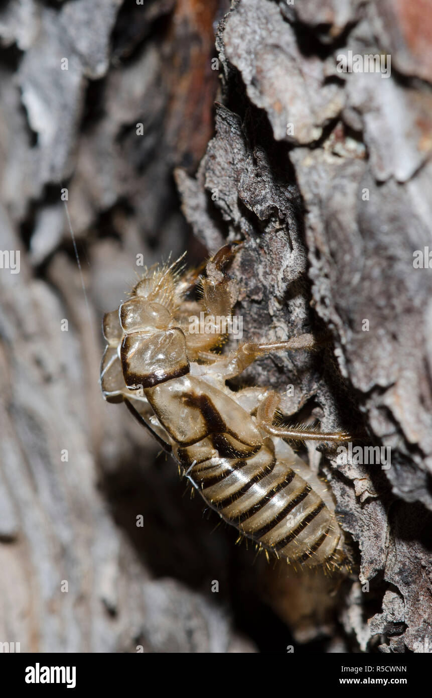 Zikade, Platypedia putnami, exuvia Stockfoto