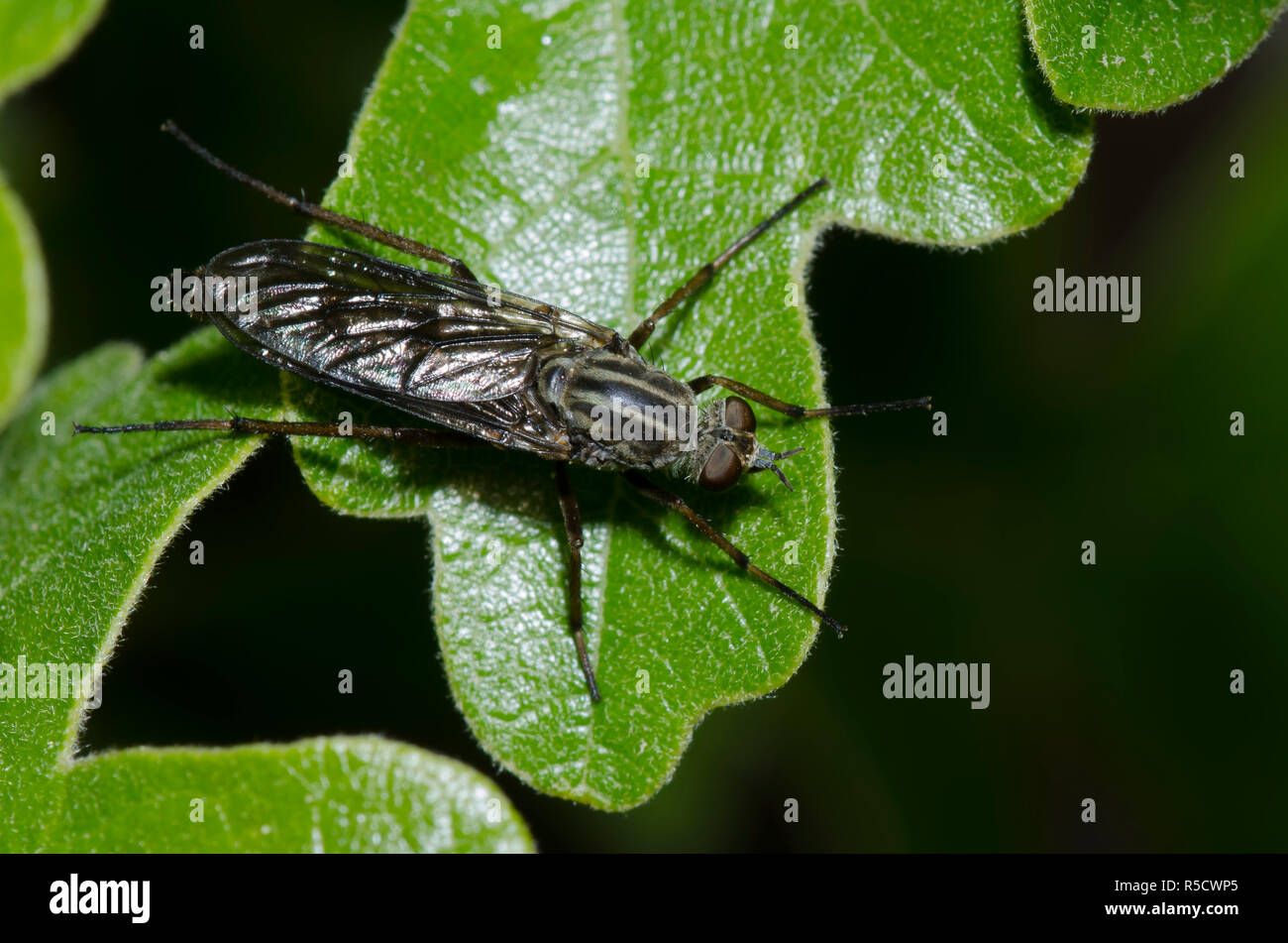 Stiletto Fliegen, Unterfamilie Therevinae Stockfoto