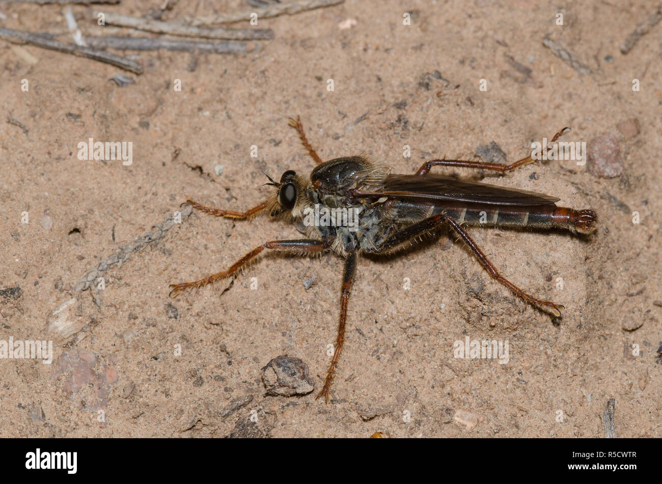 Räuberfliege, Unterfamilie Stenopogonae Stockfoto