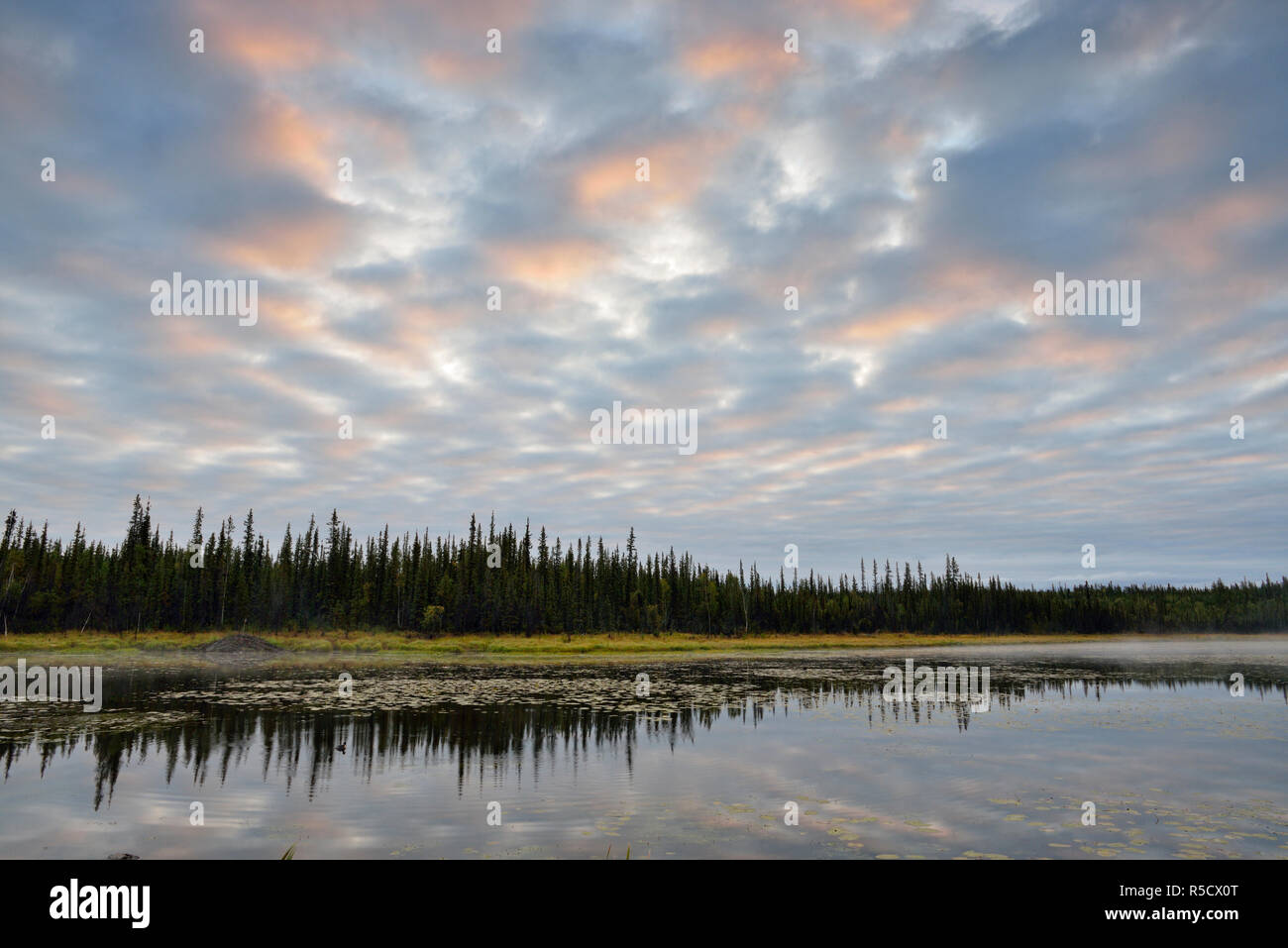 Morgenwolken über einen großen Biber Teich, Yellowknife, Northwest Territories, Kanada Stockfoto