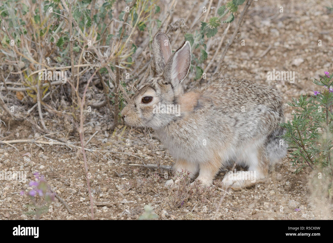 Wüste Cottontail, Sylvilagus audubonii Stockfoto