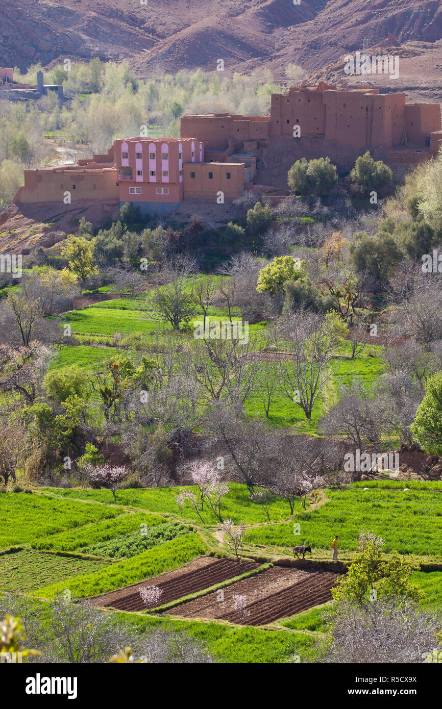 Dades Tal, Dades Schlucht, Ouarzazate, Marokko Stockfoto